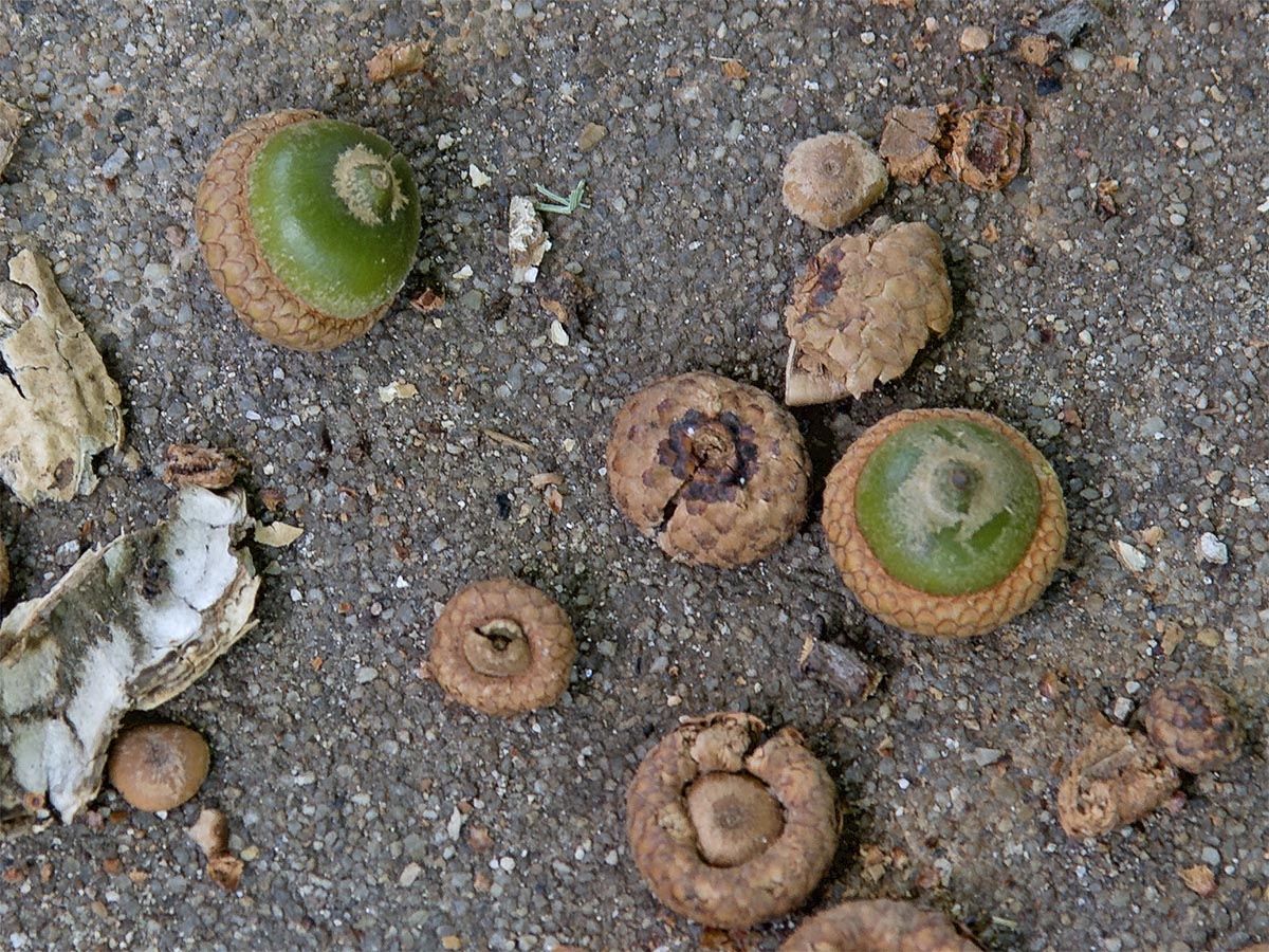 Quercus coccinea